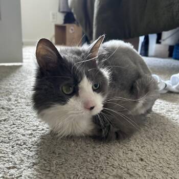 Cookie -  Domestic Long Hair Cat for Adoption in Harrisonburg, Virginia - Cookie | PetCurious