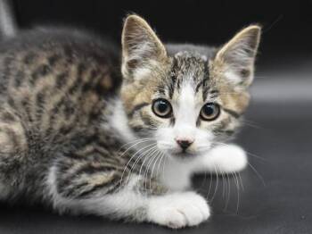 Casey -  Domestic Short Hair Cat for Adoption in Portland, Oregon - Casey | PetCurious
