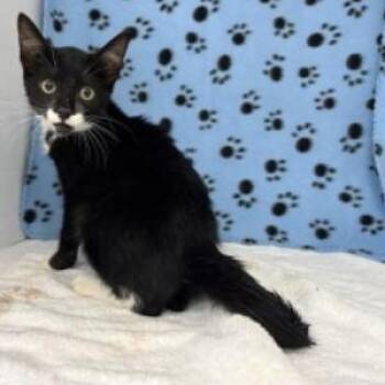 Tino -  Domestic Short Hair Cat for Adoption in Tampa, Florida - Tino | PetCurious