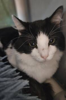 Rescue Tuxedo Cats for Adoption in Gainesville, Texas - Bixby | PetCurious