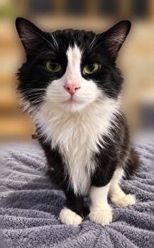 Roadie -  Domestic Medium Hair Cat for Adoption in Hamilton, Michigan - Roadie | PetCurious