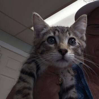 Luke -  Domestic Short Hair Cat for Adoption in Spokane, Washington - Luke | PetCurious