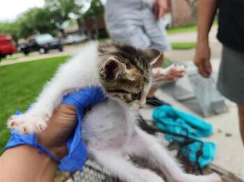 Domestic Short Hair Cats Available for Adoption in Houston, Texas - A654185 | PetCurious