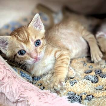 Domestic Short Hair Cats Available for Adoption in Buchanan Dam, Texas - Chester | PetCurious