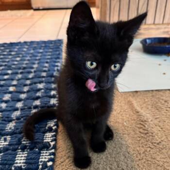Pirate -  Domestic Short Hair Cat for Adoption in Los Angeles, California - Pirate | PetCurious