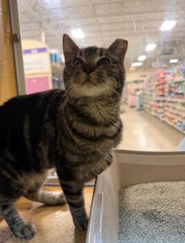 Grove -  Domestic Short Hair Cat for Adoption in Reno, Nevada - Grove | PetCurious