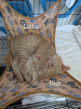 Dallas -  Domestic Medium Hair Cat for Adoption - Dallas | PetCurious
