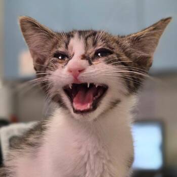 Domestic Short Hair Cats Available for Adoption in Charleston, West Virginia - Charlie Carbone | PetCurious