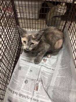 26-0718C -  Domestic Short Hair Cat for Adoption in Sorrento, Louisiana - 26-0718C | PetCurious