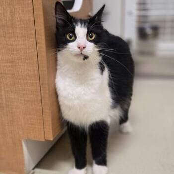 Marie -  Domestic Medium Hair Cat for Adoption in Phoenixville, Pennsylvania - Marie | PetCurious
