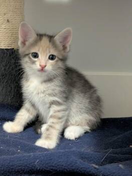 Salsa -  Tabby Cat for Adoption in Edmonton, Alberta - Salsa | PetCurious