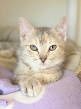 Domestic Short Hair Cats Available for Adoption in Menomonie, Wisconsin - Bonnie | PetCurious