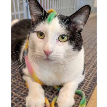 Domestic Short Hair Cats Available for Adoption in Stamford, Connecticut - Moo | PetCurious