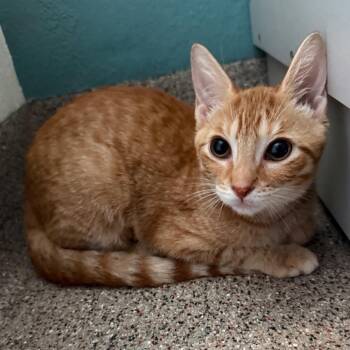 Frankie -  Domestic Short Hair Cat for Adoption in Sarasota, Florida - Frankie | PetCurious