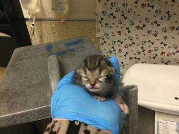 SCARLETT -  Domestic Short Hair Cat for Adoption in Riverside, California - SCARLETT | PetCurious