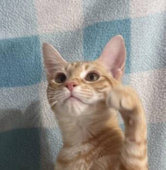 Prairie Pearl -  Domestic Short Hair Cat Available for Adoption in Jackson, Georgia - Prairie Pearl | PetCurious
