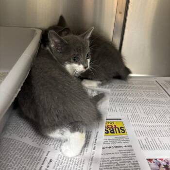 Clark -  Domestic Short Hair Cat for Adoption in Roxboro, North Carolina - Clark | PetCurious