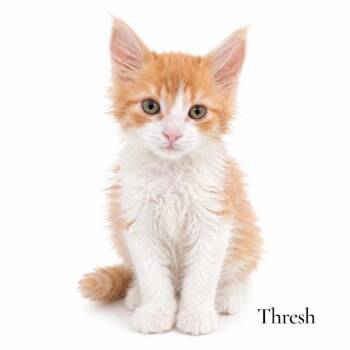 Thresh -  Domestic Long Hair Cat Available for Adoption in Stevensville, Michigan - Thresh | PetCurious