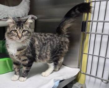 Domestic Medium Hair Cats Available for Adoption in Jamestown, North Dakota - May | PetCurious