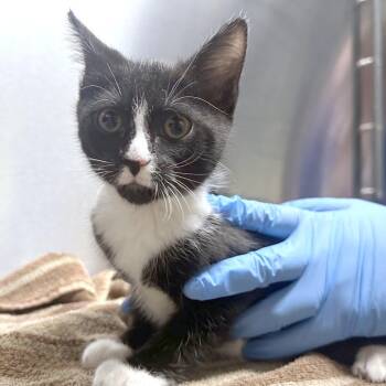 Eve -  Domestic Short Hair Cat for Adoption in Providence, Rhode Island - Eve | PetCurious