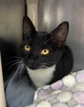 Puffin -  Domestic Short Hair Cat for Adoption in Pomona, New York - Puffin | PetCurious