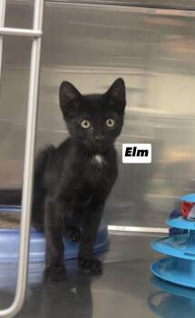 Elm -  Domestic Short Hair and Bombay Cat for Adoption in Montville, New Jersey - Elm | PetCurious