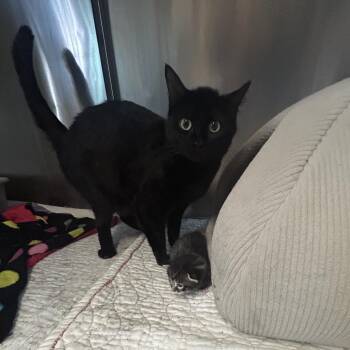 Sweetie Pie -  Domestic Short Hair Cat for Adoption in Spokane, Washington - Sweetie Pie | PetCurious