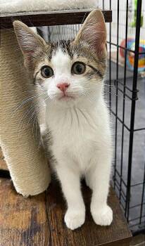 Domestic Short Hair Cats Available for Adoption - Harvey | PetCurious
