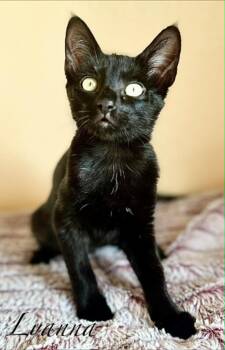 Rescue Domestic Short Hair Cats for Adoption in Mansfield, Texas - Lyanna | PetCurious