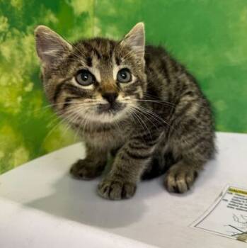 Rescue Domestic Short Hair Cats for Adoption in Bryan, Texas - 59820088 | PetCurious