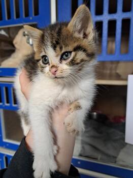 Domestic Short Hair Cats Available for Adoption in Fayetteville, Tennessee - Dash | PetCurious