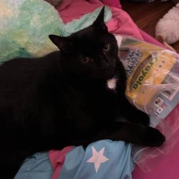 Walter -  Domestic Short Hair and Mixed Breed Cat for Adoption in Philadelphia, Pennsylvania - Walter | PetCurious
