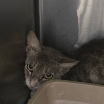 Rescue Domestic Short Hair Cats for Adoption in Las Vegas, Nevada - Heartfilia | PetCurious