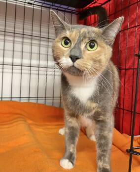 American Shorthair Cats Available for Adoption - Camomile | PetCurious