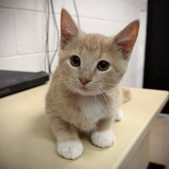 Paws -  Domestic Short Hair Cat for Adoption in Ardmore, Oklahoma - Paws | PetCurious