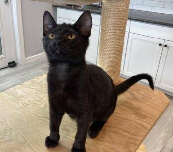 Domestic Short Hair Cats Available for Adoption - Prince | PetCurious
