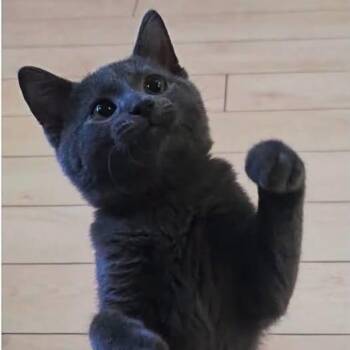 Diabolo -  Domestic Short Hair Cat for Adoption in Sainte-martine, Quebec - Diabolo | PetCurious