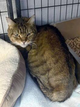 Domestic Short Hair Cats Available for Adoption - Pluto Fka Espresso | PetCurious