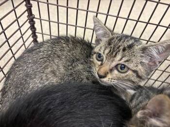 GIL -  Domestic Short Hair Cat for Adoption in Fort Lauderdale, Florida - GIL | PetCurious
