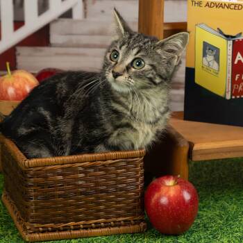 Sally -  Domestic Short Hair Cat for Adoption in Lapeer, Michigan - Sally | PetCurious