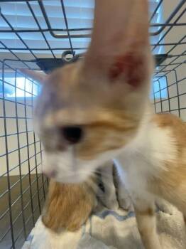 CHEETO -  Domestic Short Hair Cat for Adoption in Fort Myers, Florida - CHEETO | PetCurious