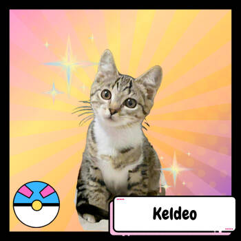 Rescue Domestic Short Hair Cats for Adoption in Suisun City, California - Keldeo | PetCurious