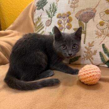 Chanel -  Domestic Short Hair and Russian Blue Cat for Adoption in Lewisville, Texas - Chanel | PetCurious
