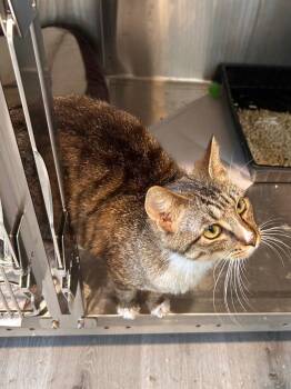 Ditney -  Domestic Short Hair Cat for Adoption in Cromwell, Kentucky - Ditney | PetCurious