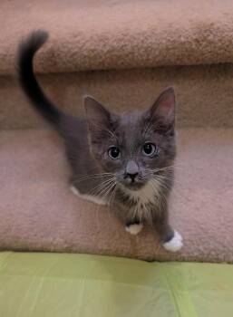 Fabbi Luss -  Domestic Medium Hair and Tuxedo Cat for Adoption in Chandler, Arizona - Fabbi Luss | PetCurious