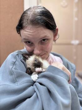 Periwinkle -  Siamese Cat for Adoption in Lafayette, Colorado - Periwinkle | PetCurious