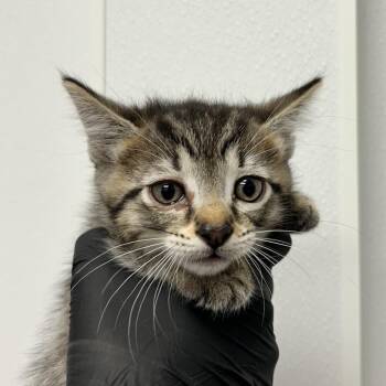 Lockwood -  Domestic Short Hair Cat for Adoption in Abilene, Texas - Lockwood | PetCurious