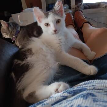 Han Solo -  Domestic Medium Hair Cat for Adoption in Long Beach, California - Han Solo | PetCurious
