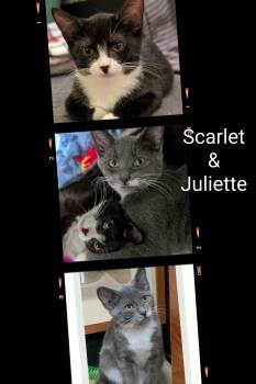 Scarlet & Juliette -  Domestic Short Hair Cat for Adoption in Caistor Centre, Ontario - Scarlet & Juliette | PetCurious