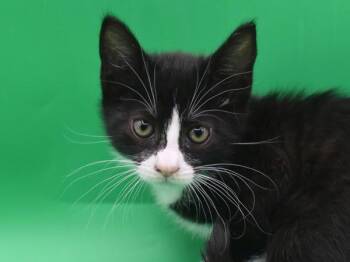 Domestic Short Hair Cats Available for Adoption in Portland, Oregon - Jessie | PetCurious
